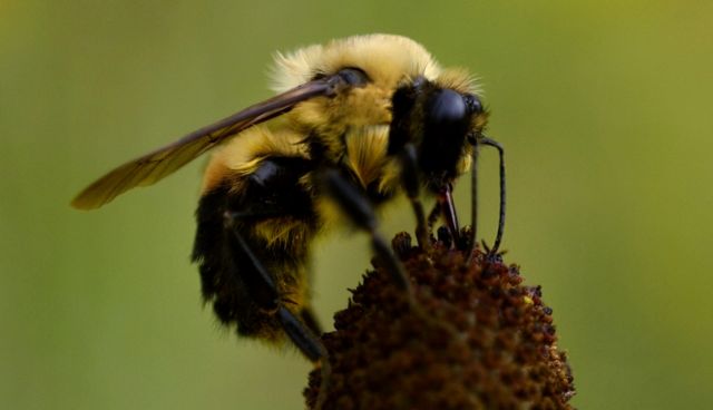 Μέλισσες που ορέγονται τα εντομοκτόνα;